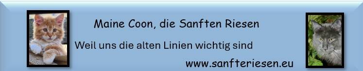 Maine Coon, die Sanften Riesen – www.sanfteriesen.eu