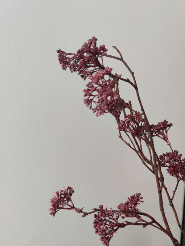 Droogbloemen fuchsia