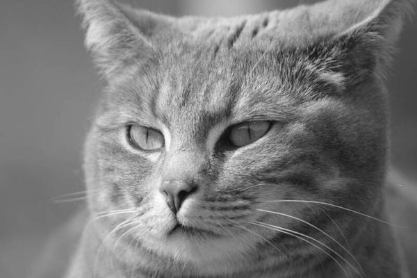 Postkarte 1005 - Katze