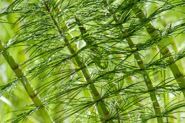 Postkarte - grüne Stangen