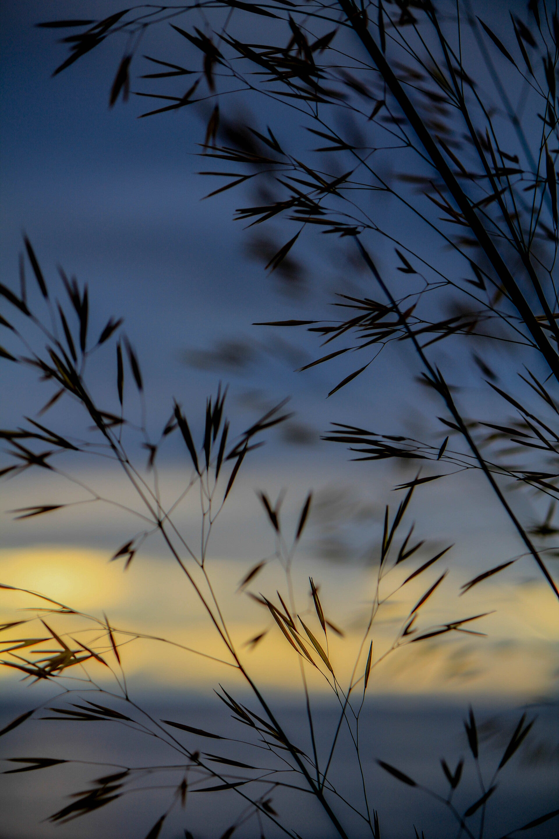 Postkarte  - Strauch im Sonnenuntergang