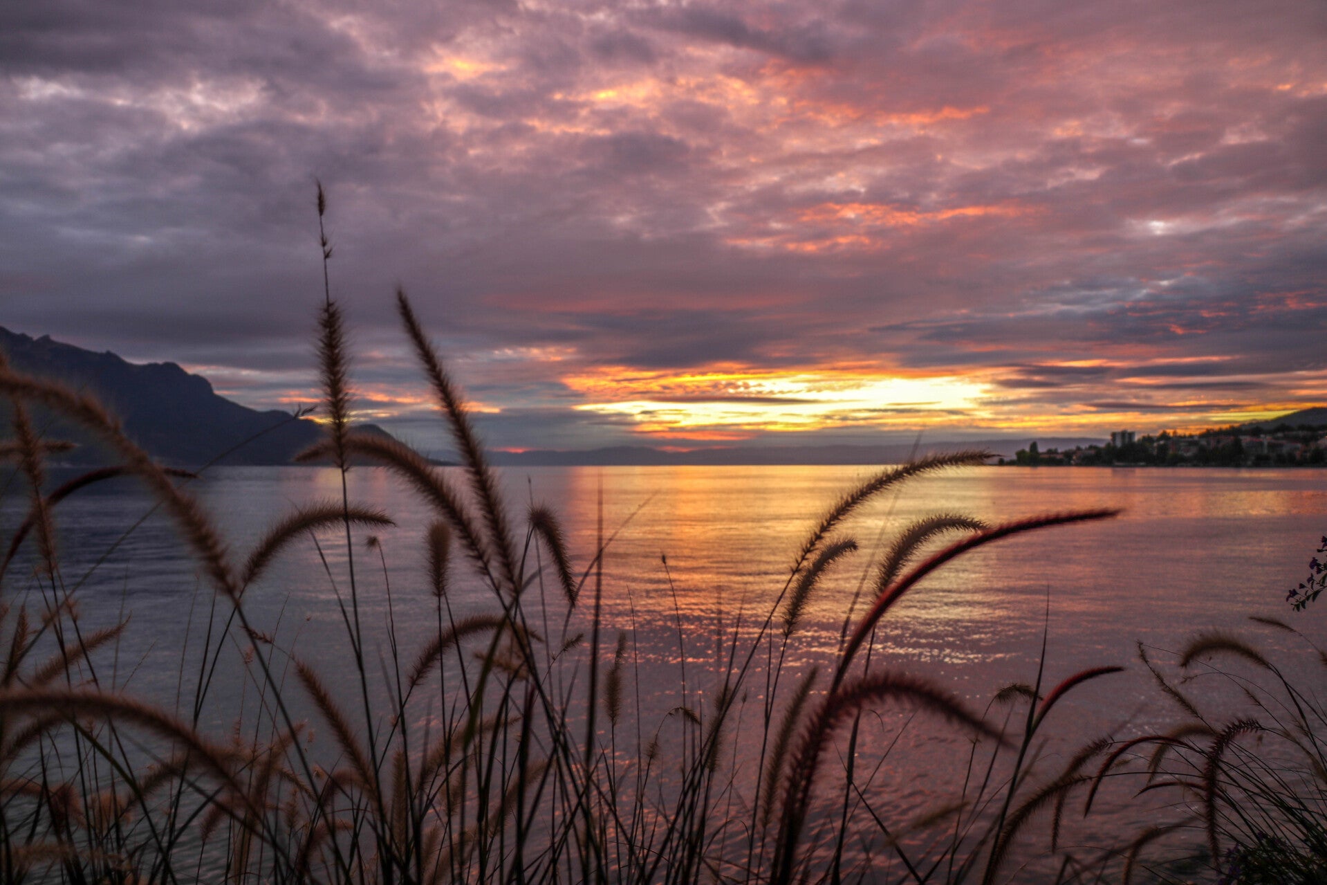 Postkarte - Schilf im Sonnenuntergang
