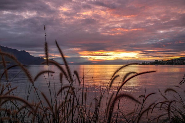 Postkarte - Schilf im Sonnenuntergang