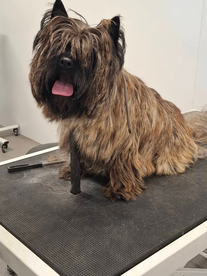 Cairn Terrier voor