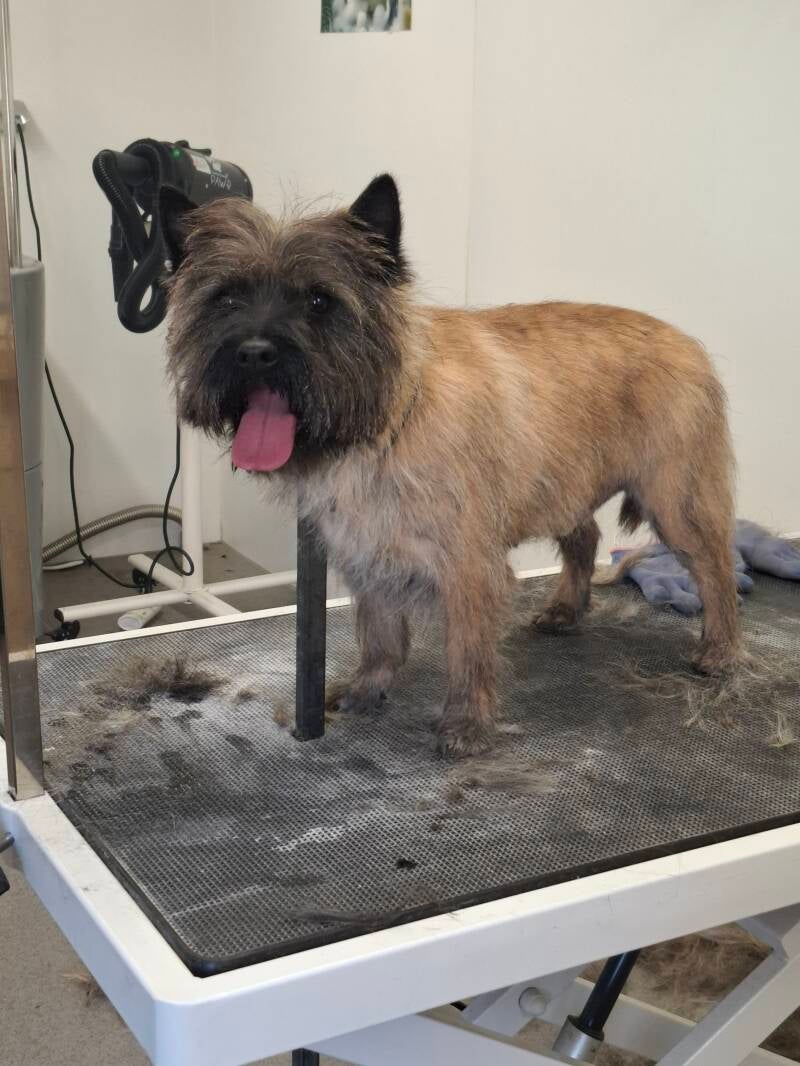Cairn Terrier na