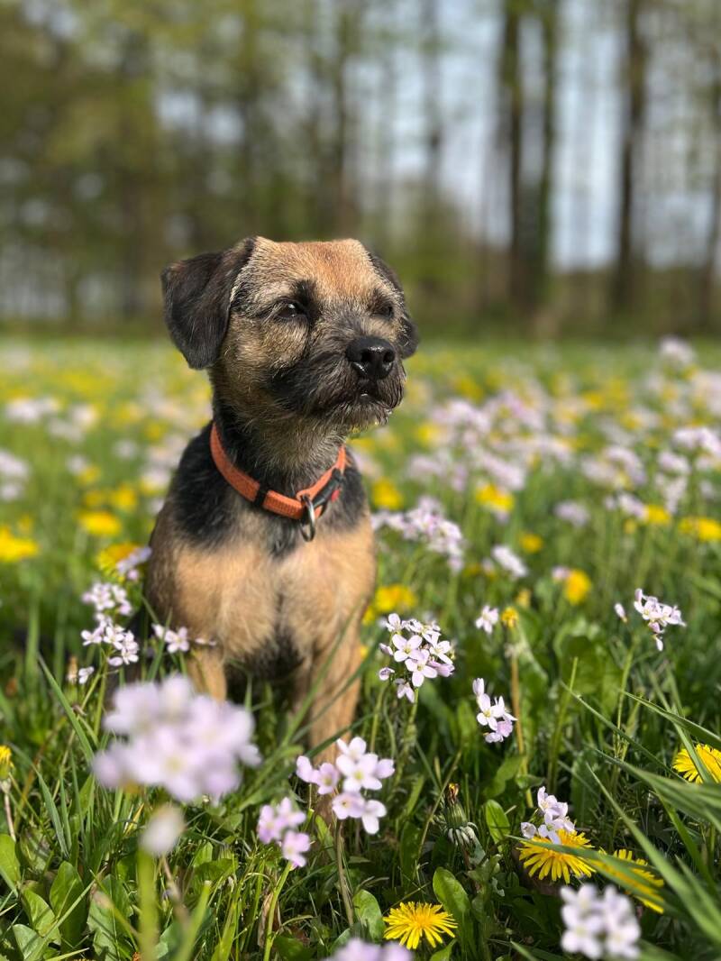 Border Terrier na