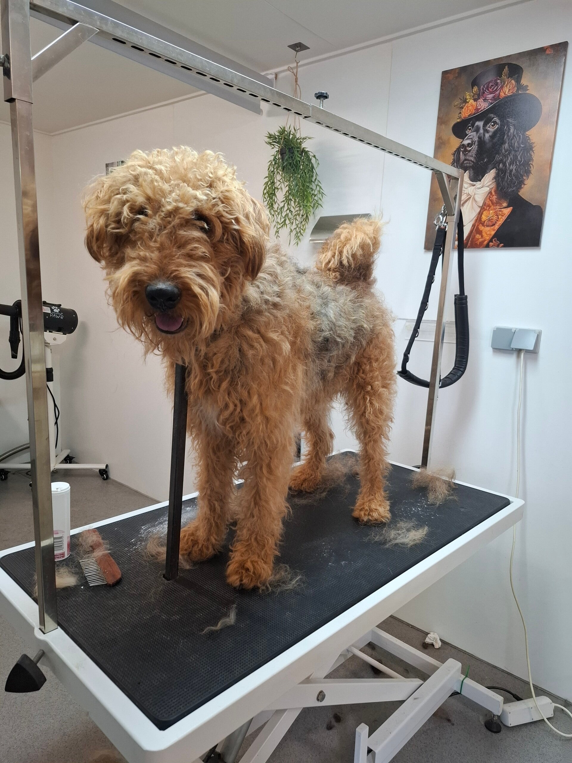 Airdale Terrier voor