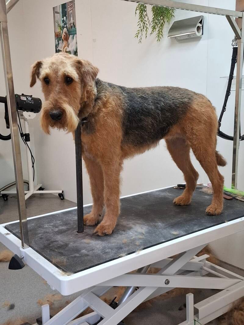 Airdale Terrier na