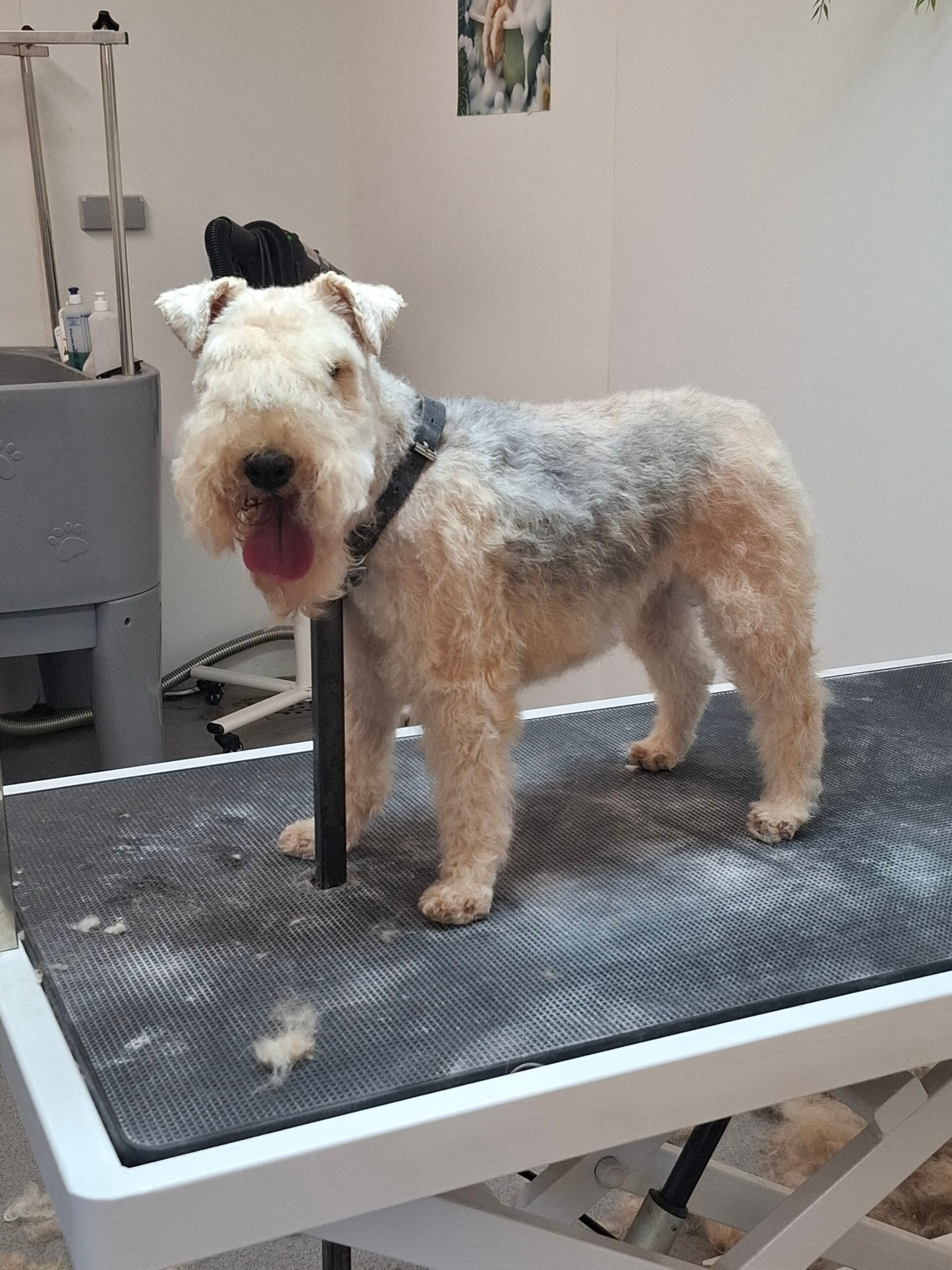 Lakeland Terrier