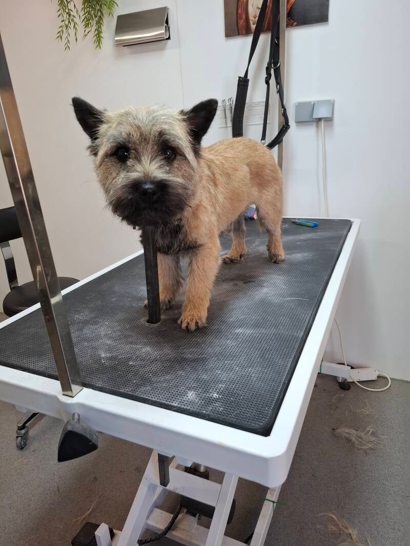 Cairn Terrier