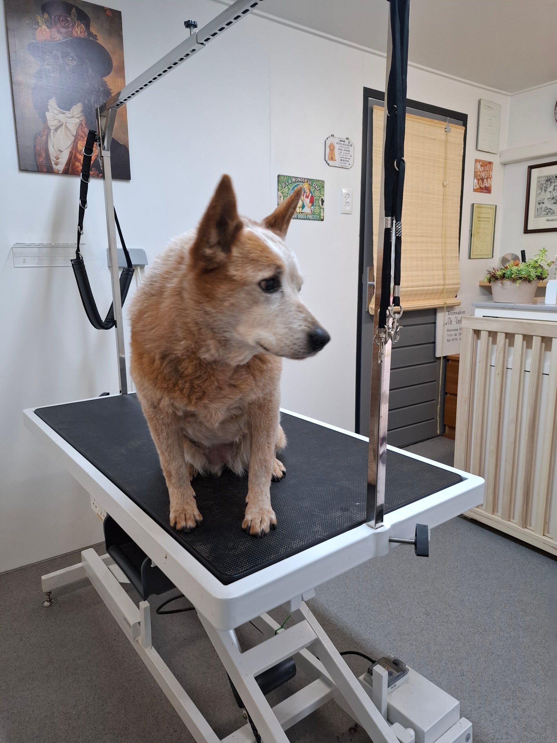 good old Dinka (14 jaar)