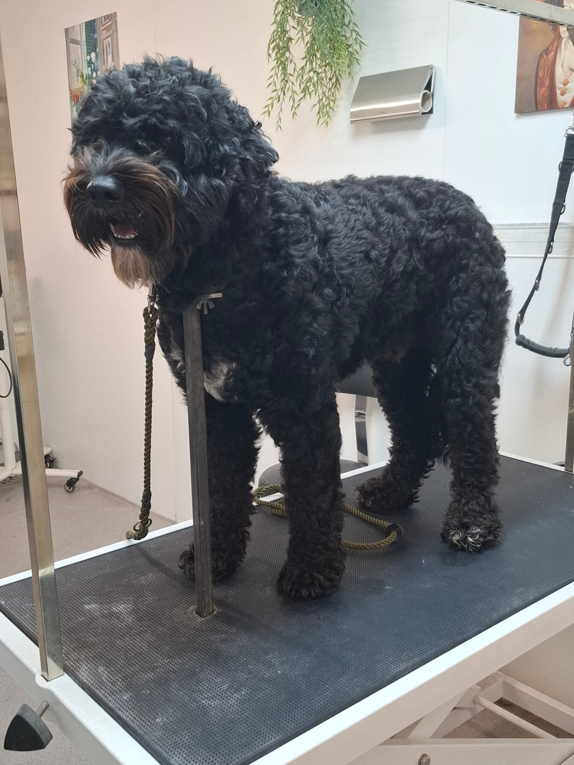 Barbet
