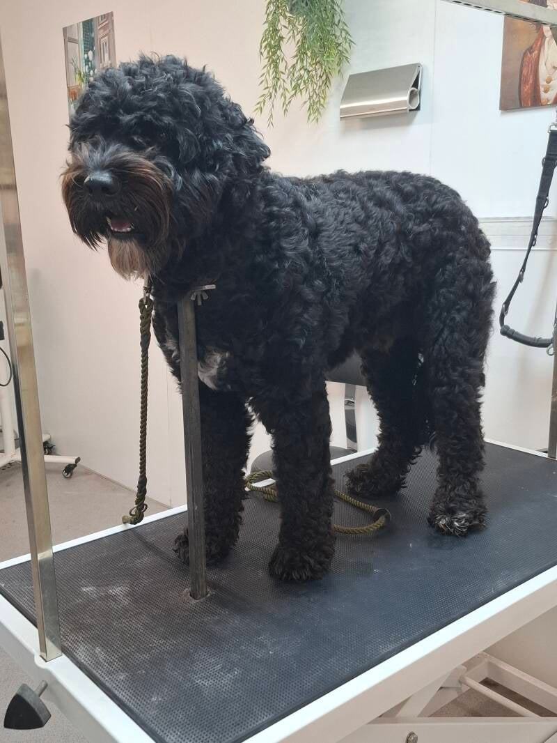 Barbet