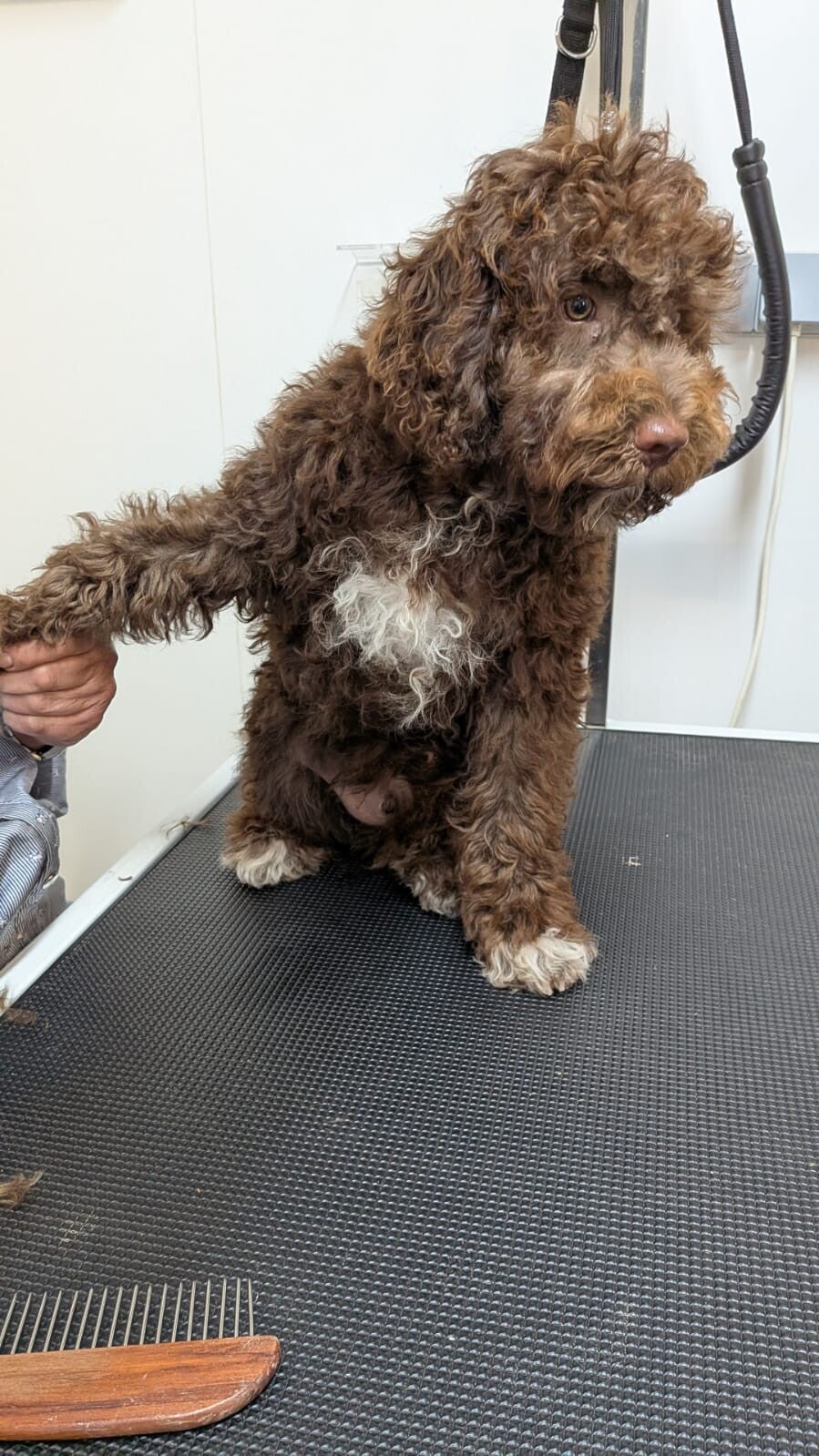 Lagotto Romagnolo