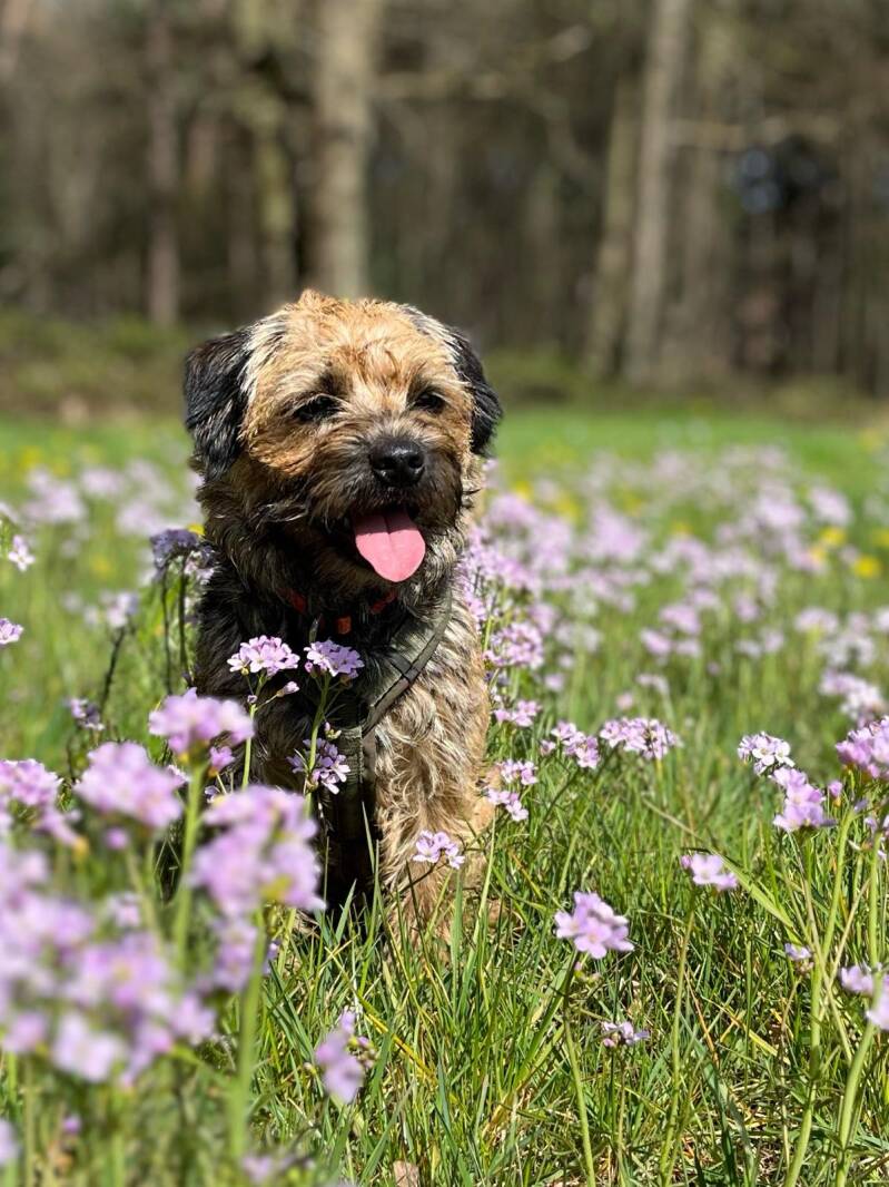 Border Terrier voor