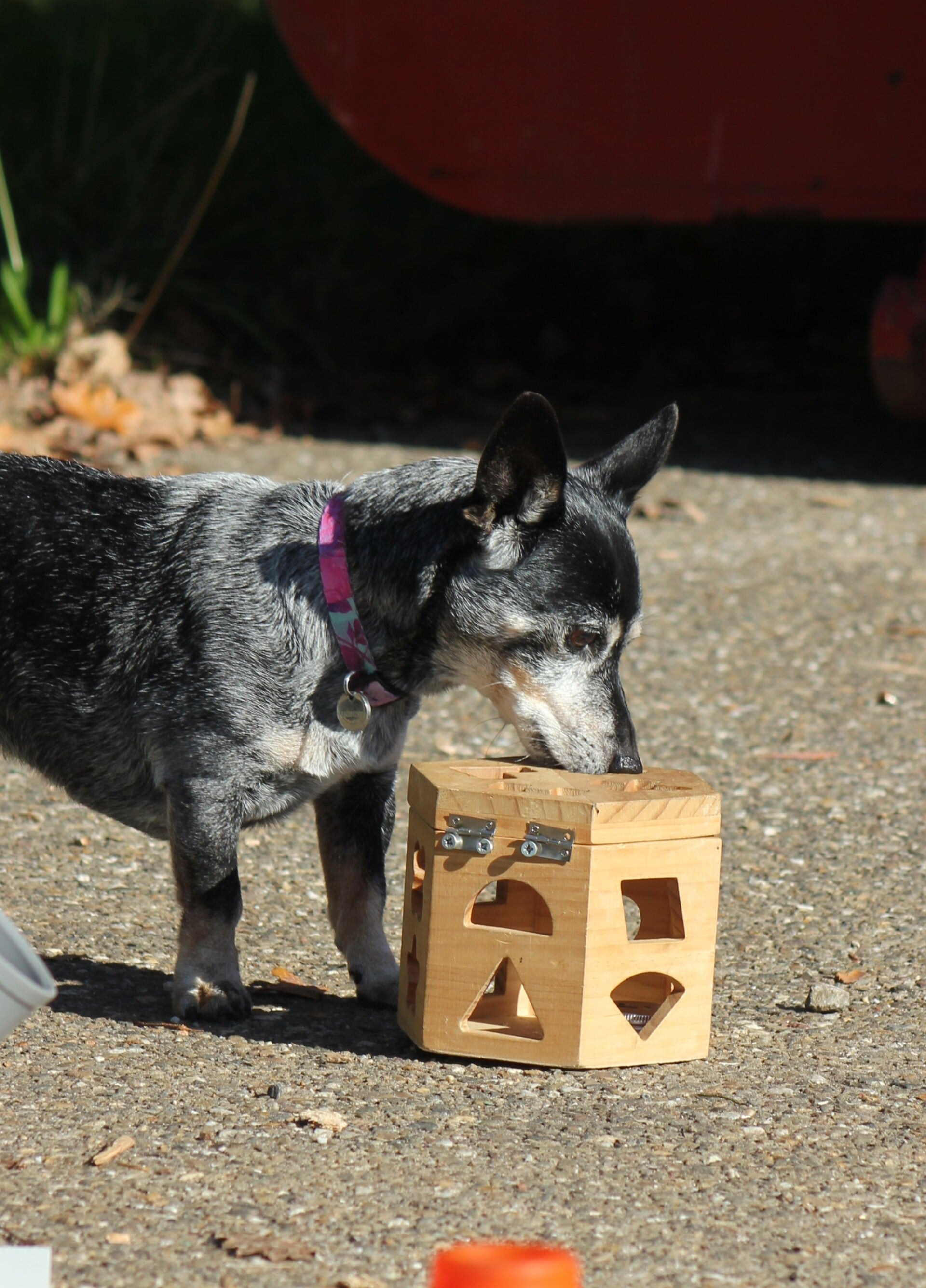 Ook voor de oudere hond zoals hier Jet van 14 jaar