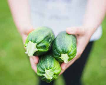 Courgette Black Beauty - BIO