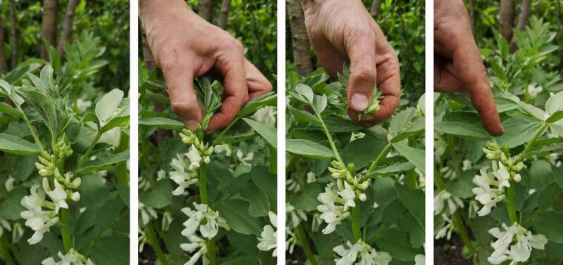 Top verwijderen van tuinbonen in verband met luizen