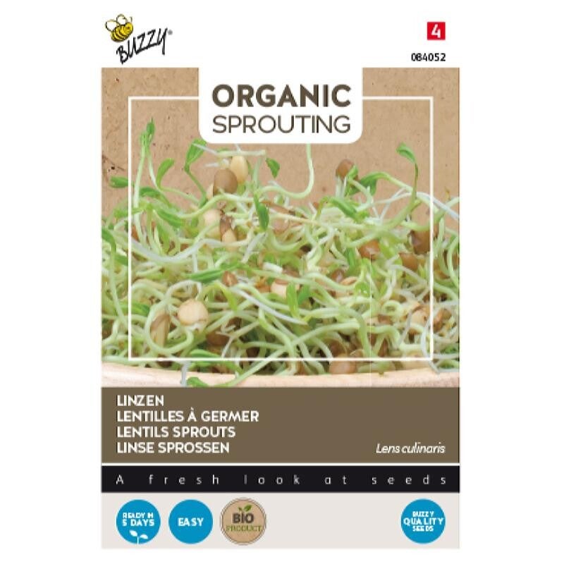 Linzen zaden - Organic Sprouting