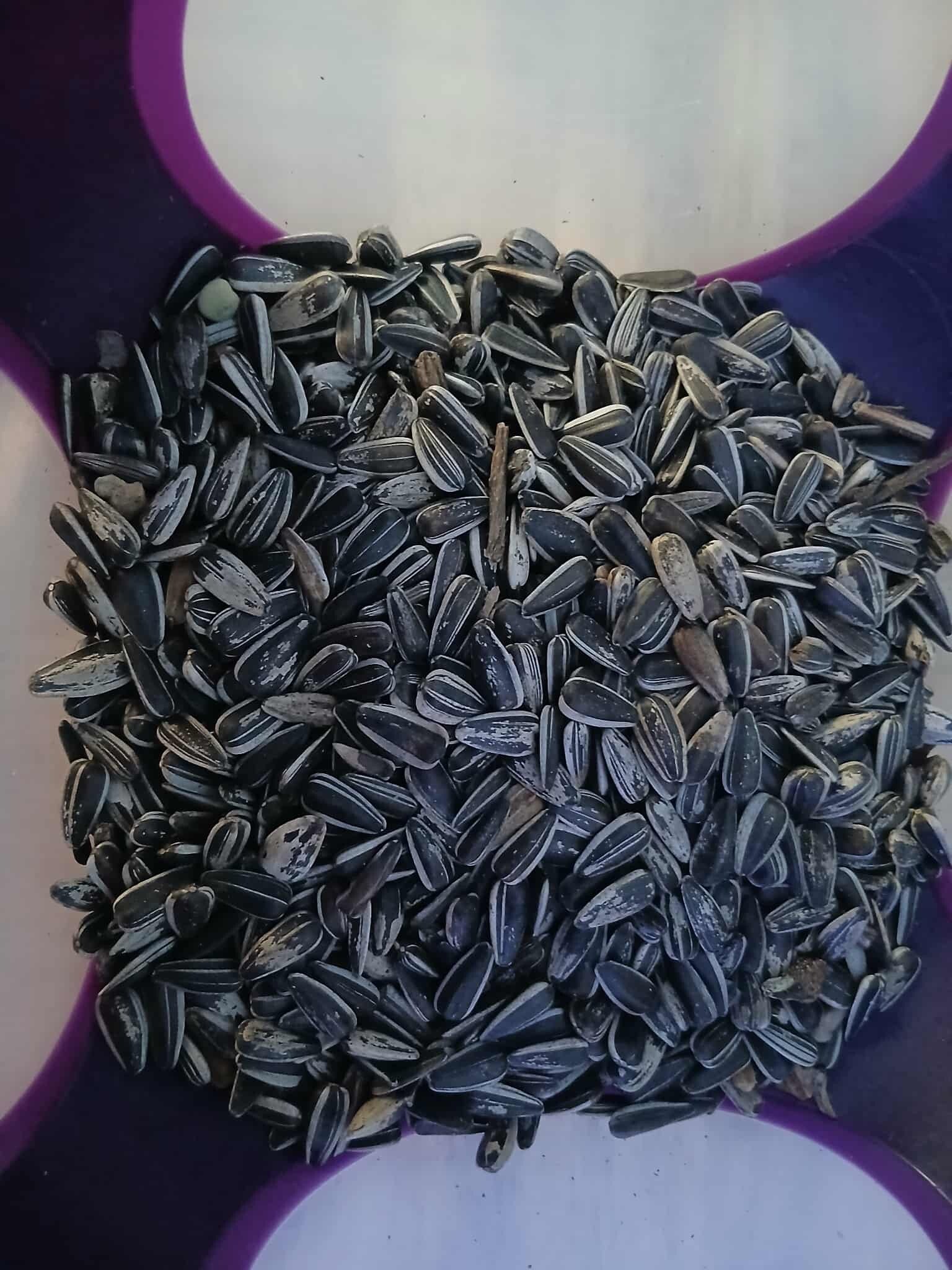 tournesol 800 grammes