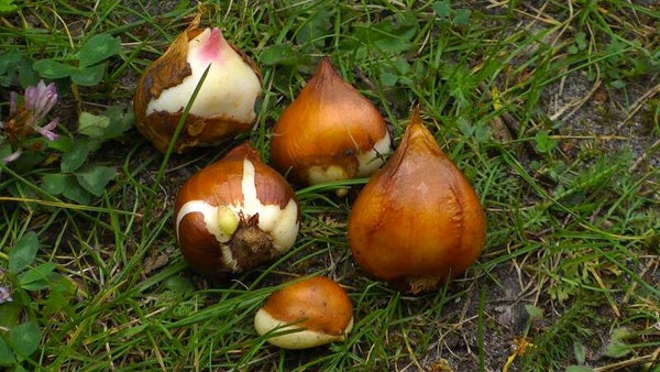 Tulpenzwiebel