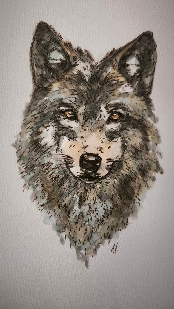 Aquarelle. Le Loup. A4