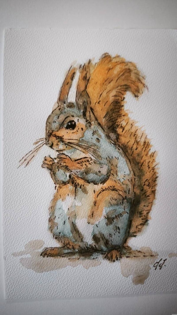 Aquarelle. L'écureuil gris