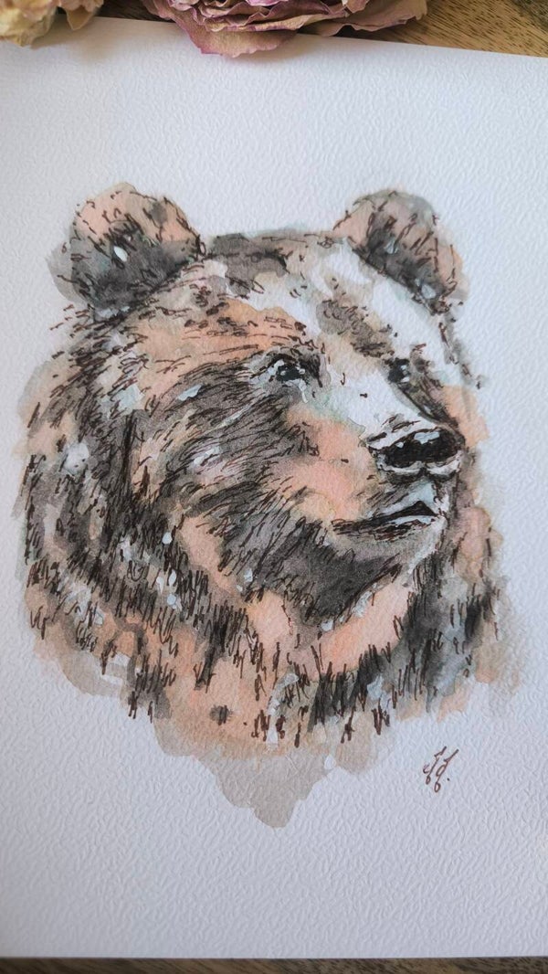 Aquarelle. L'Ours