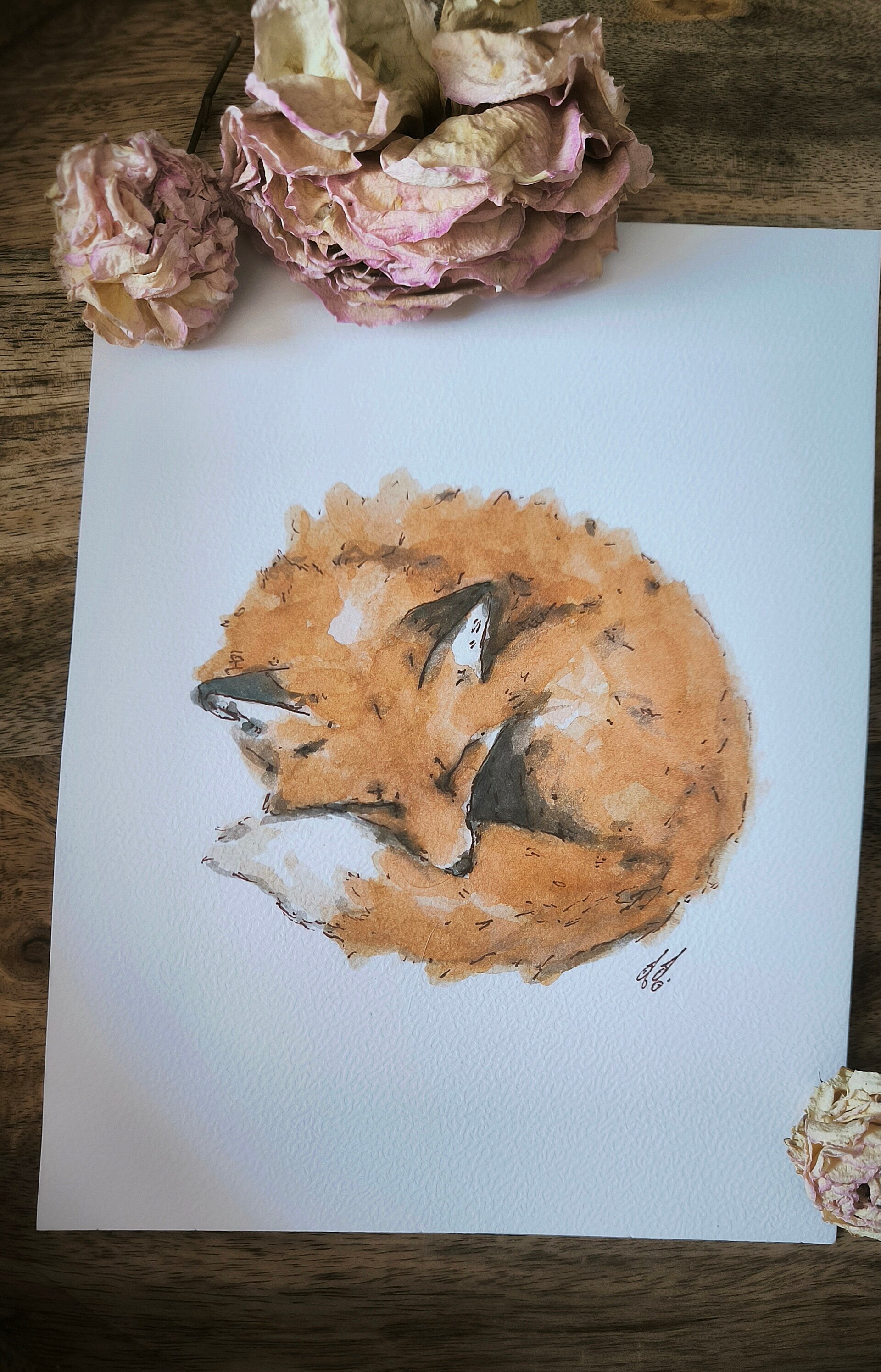 Aquarelle.. Renard endormi
