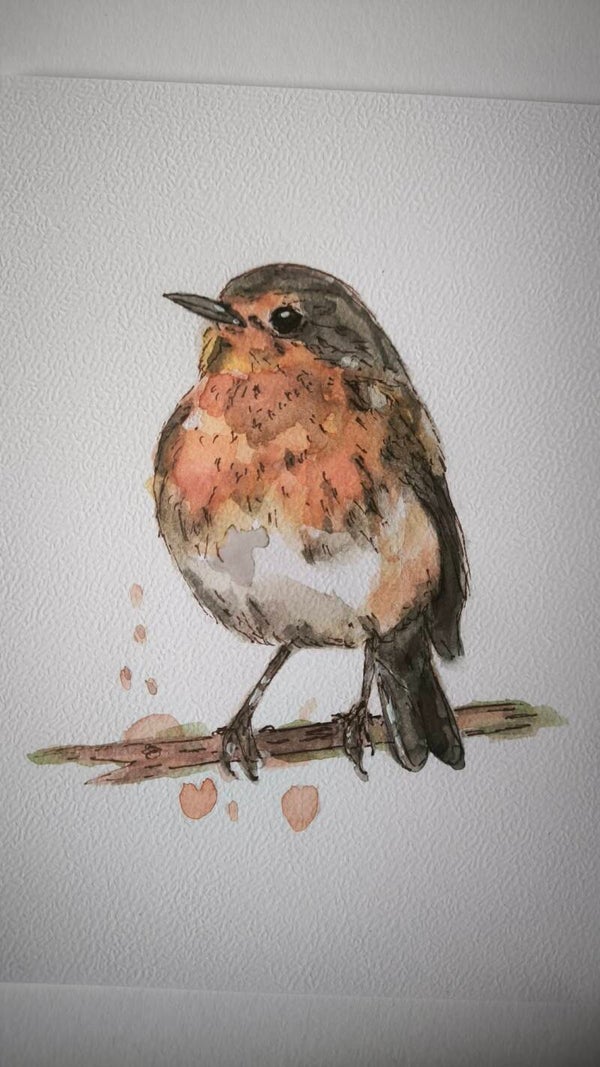 Aquarelle. Le Rouge-gorge