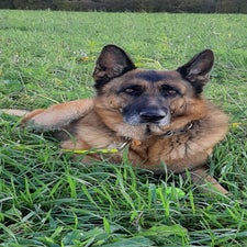 nala.jpg