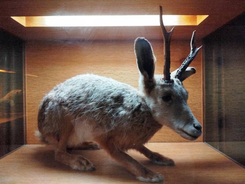 strange creature with rabbit body and chamois head at Chateau d'Oiron France