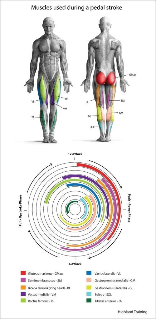 Anatomie fietspositie spiergroepen YVH Coaching