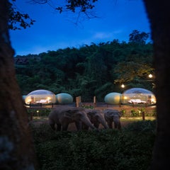 AnataraElephantCamp-DawanTours-020-1.jpg