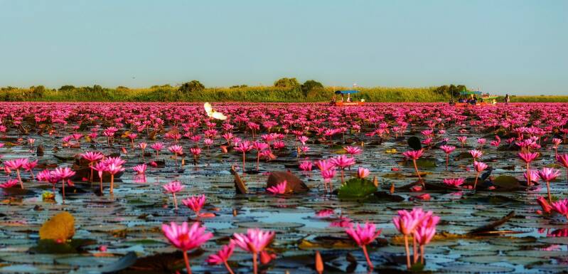 Dawan Tours Red Lotus Sea