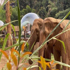 AnataraElephantCamp-DawanTours-013-1.jpg