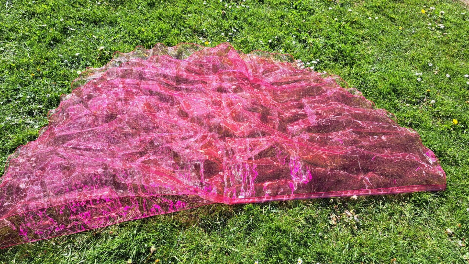 Angelwing Roze