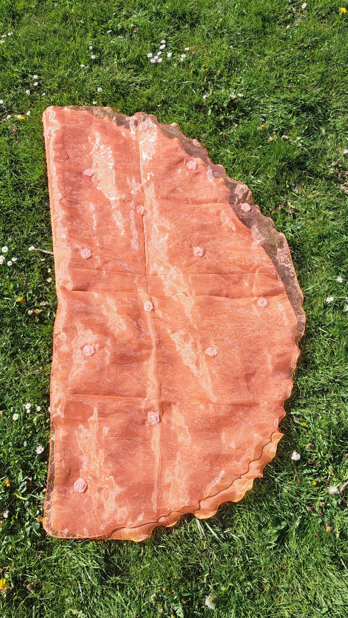 Angelwing Oranje