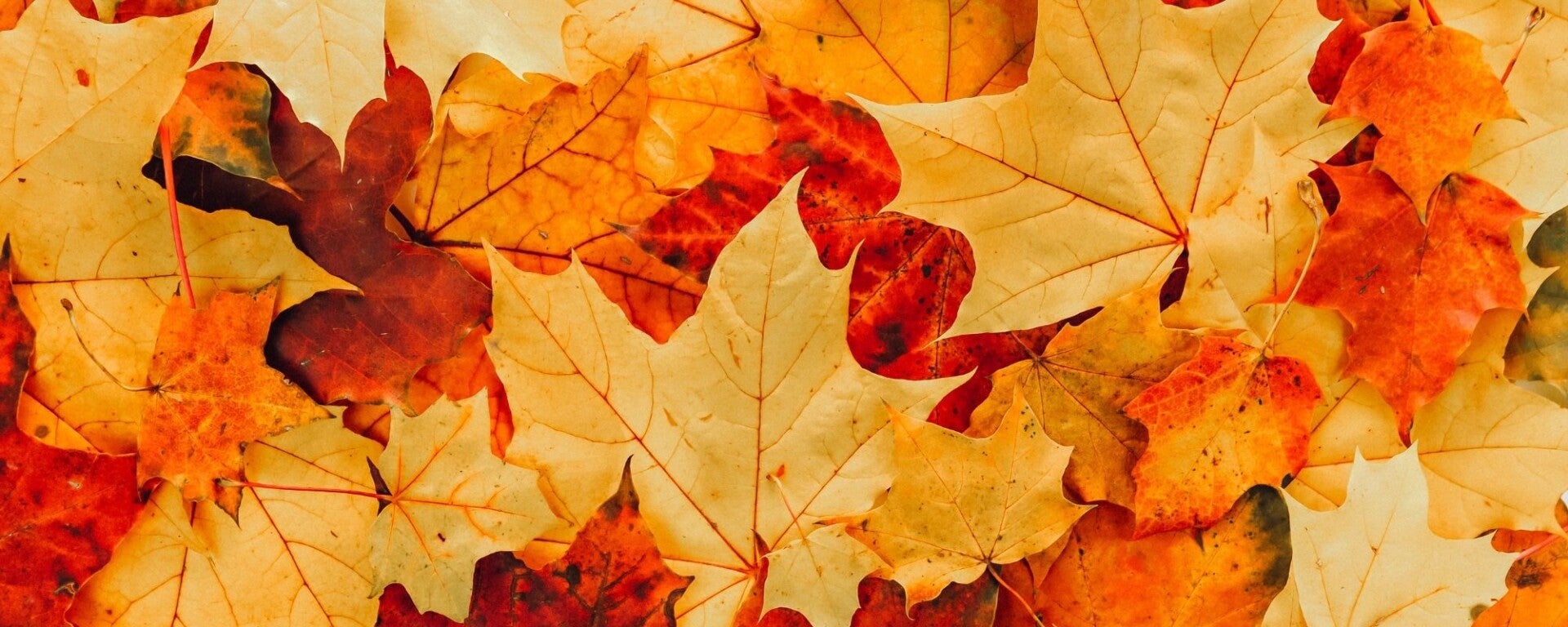 Feuilles d'automne aux couleurs flamboyantes