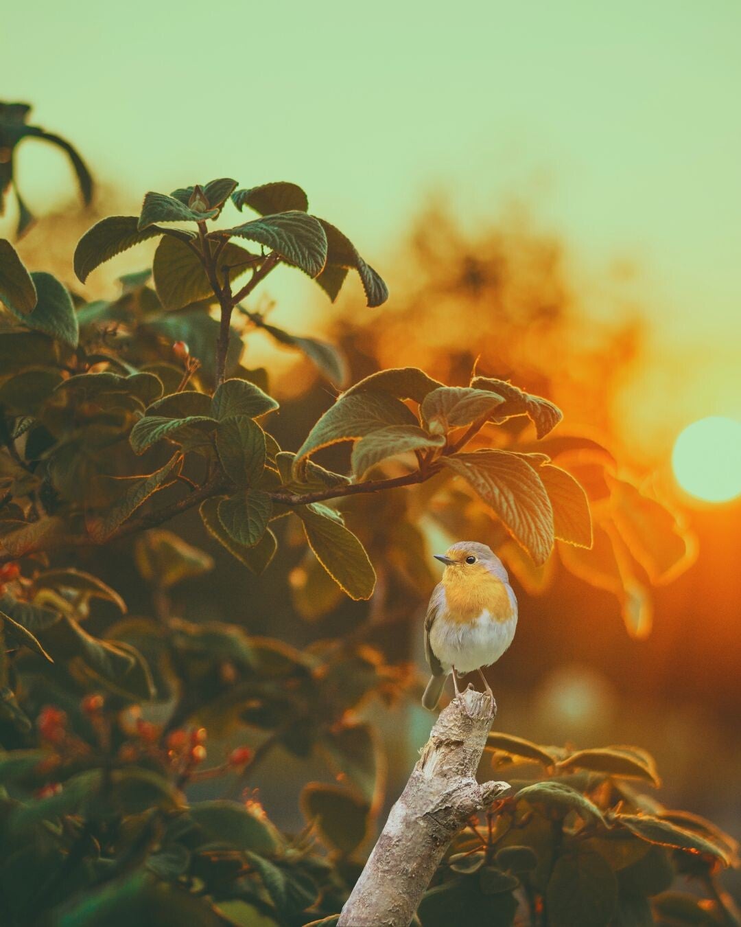 Rouge gorge posé sur une branche, avec végétation et soleil couchatn en arrière plan