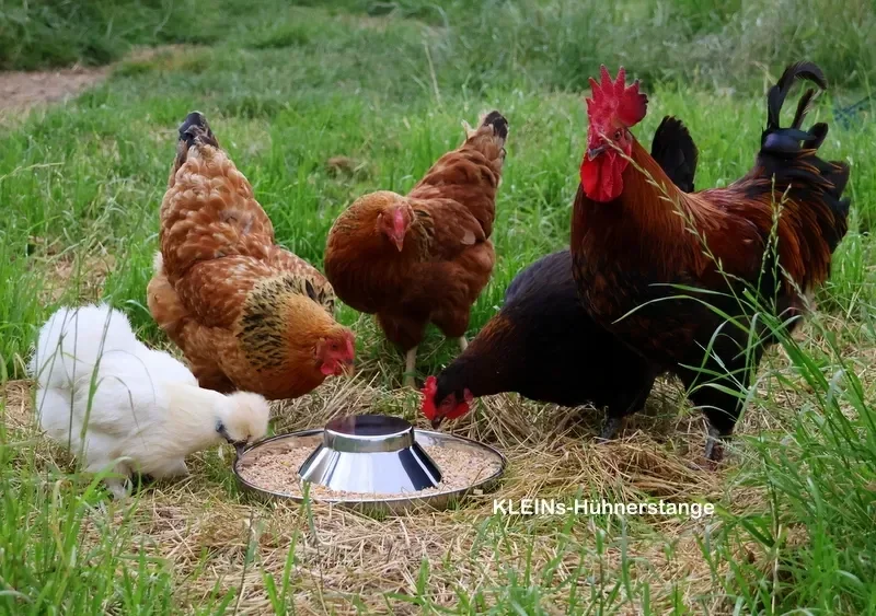 Futtertrog mit Futterschaufel