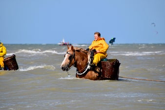 2023paard46734nele.jpeg