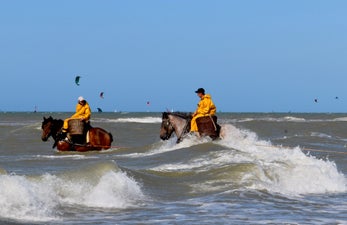 2023paard46710vissen-1.jpeg