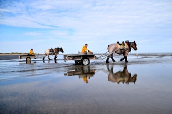 2015paard19730jvm-thomasjpg.jpg
