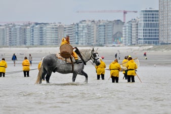 2023paard46825uit.jpeg