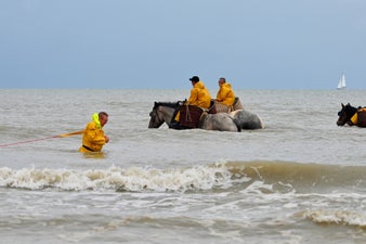 2023paard46800vissen.jpeg