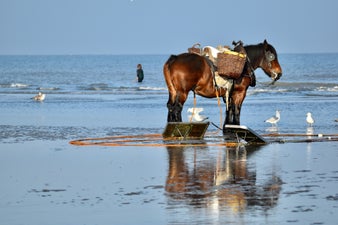 2021paard38209martha.jpeg