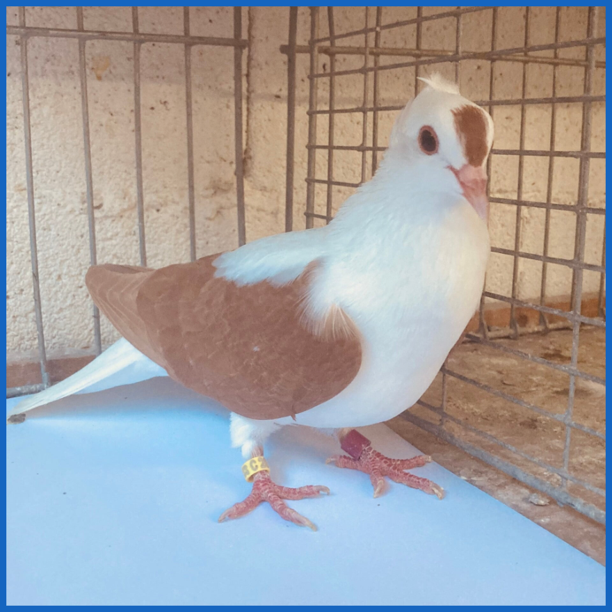 St. Galler Flügeltaube