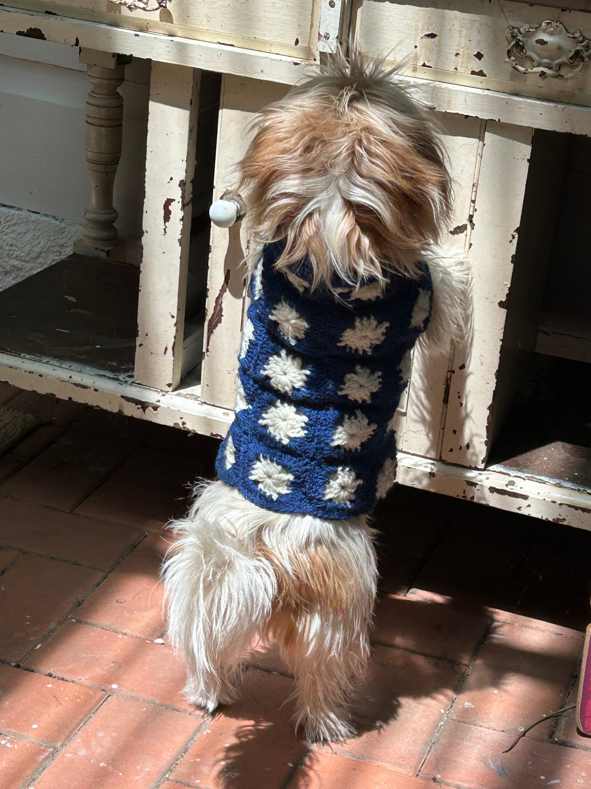 fluffy jack russel wearing a handcrafted blue and white granny square jumper is jumping up on a cabinet trying to reach a toy