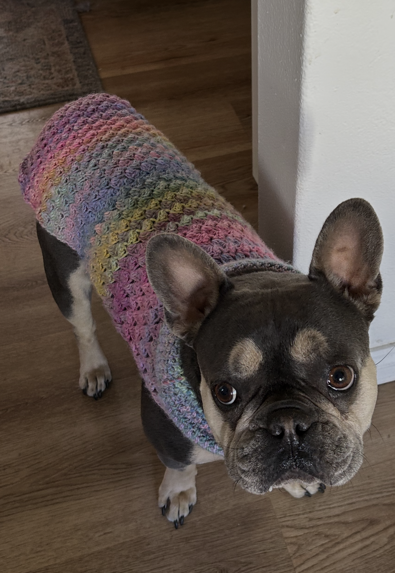 A lilac and tan frenchbulldog is wearing a handcrafted rainbow coloured crocheted dog jumper. The dog is looking into the camera lens